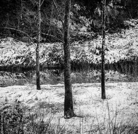 Tre alberi, Turrite di Gallicano, dicembre 2012 - © Marco Barsanti