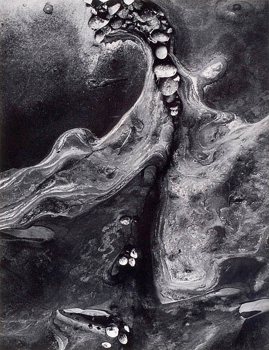Minor White, Barnacles, 1964 - © images are copyright of their respective owners, assignees or others