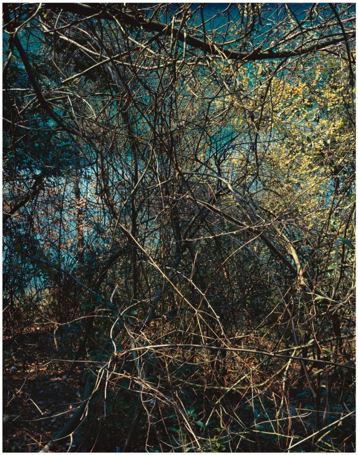 Shan Feiming, Waking from Hibernation No.2, 2012 - Copyright Shan Feiming