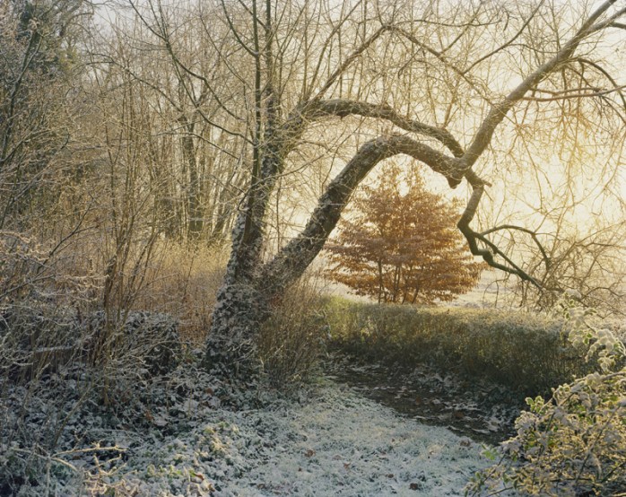 Louis Heilbromm - Tree Morning, 2003, from "Flowers and More" - © Louis Heilbronn