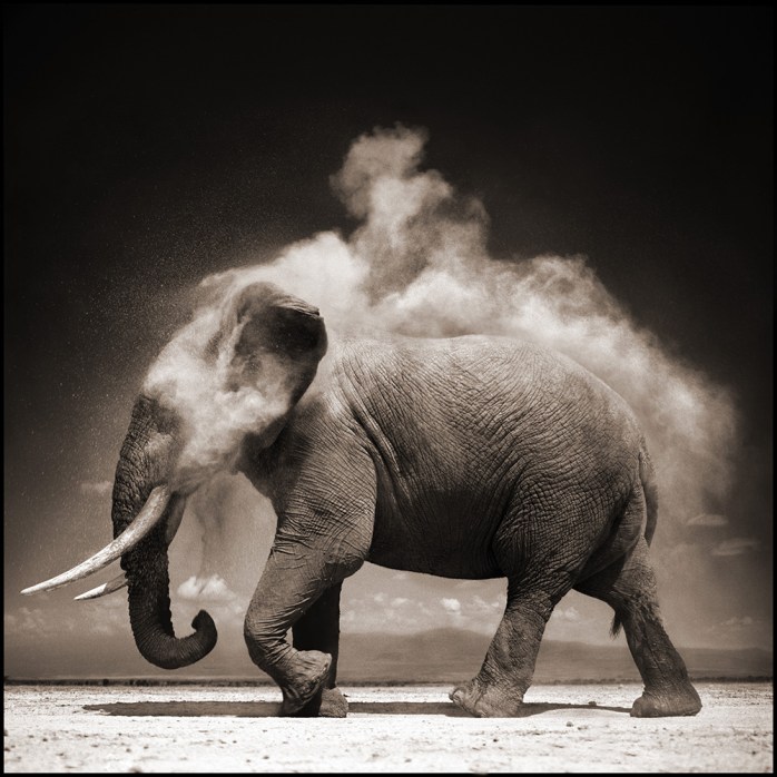 Nick Brandt, Elephant with Exploding Dust - © Nick Brandt