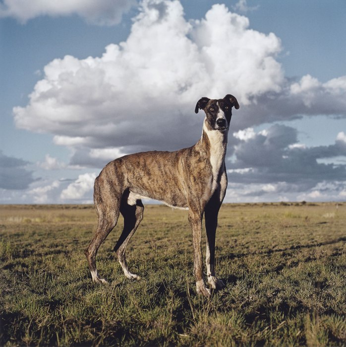 Daniel Naudé, Africanis 17. Danielskuil, Northern Cape, 25 February 2010 - © Daniel Naudé