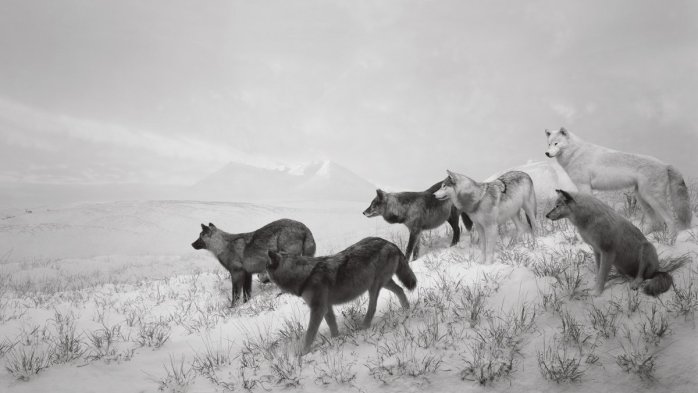 Hiroshi Sugimoto, Dioramas (Alaskan Wolves) - © Hiroshi Sugimoto