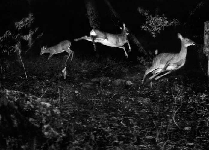 George Shiras, three Virginian deer, about 1893-1898 © National Geographic Creative Archives