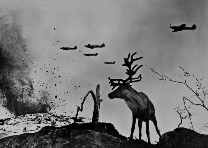 Yevgeny Khaldei, Reindeer Yasha at War, Murmansk area, 1941 - © Image is copyright of the respective owners, assignees or others