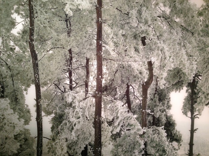 Chen Jiagang, The Cold Forest, 2011 - © Chen Jiagang