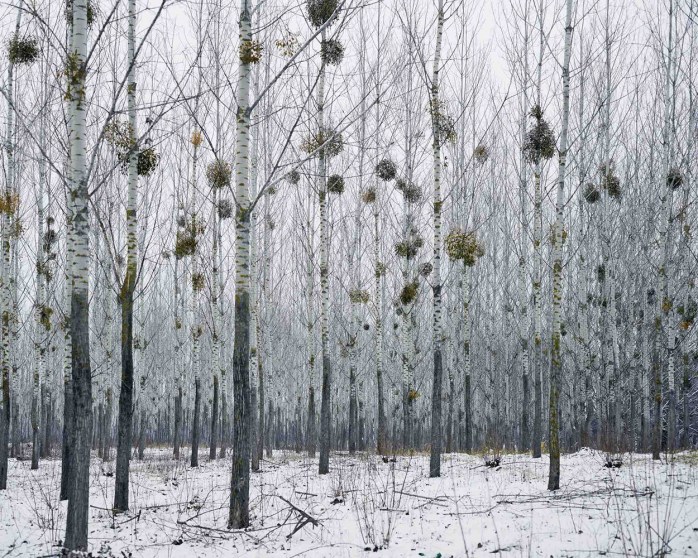 Tamas Dezso, Forest  With Mistletoe, West Romania, from the series Notes for an Epilogue, 2011-2015 © Tamas Dezso