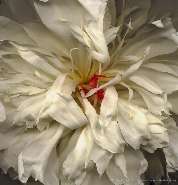 Harold Feinstein, White Peony - © Harold Feinstein